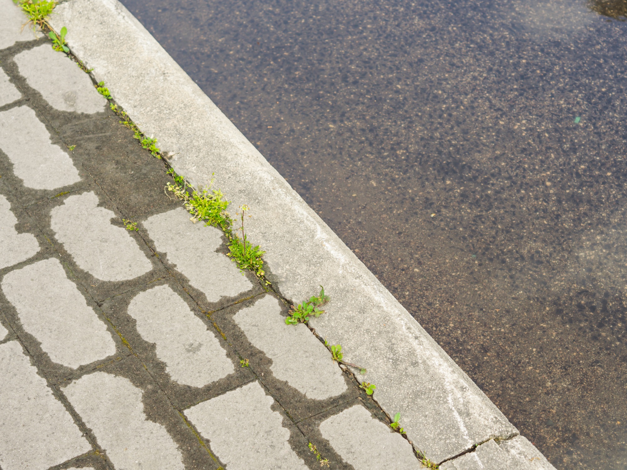 Unkraut wächst zwischen Pflastersteinen auf einem Gehweg vor einem Haus