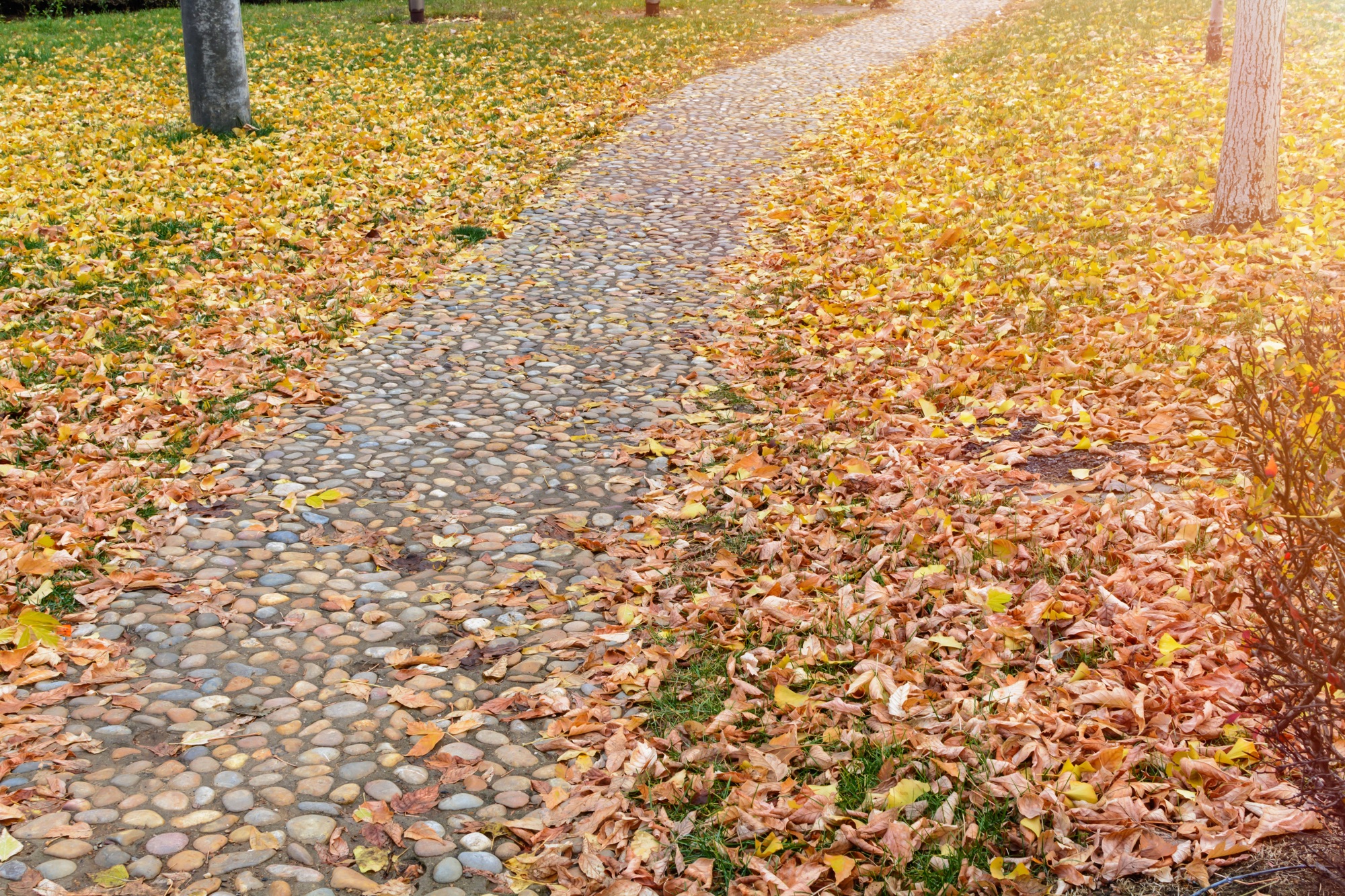 Herbstliche Pflastereinfahrt mit Unkraut und Laub in den Fugen
