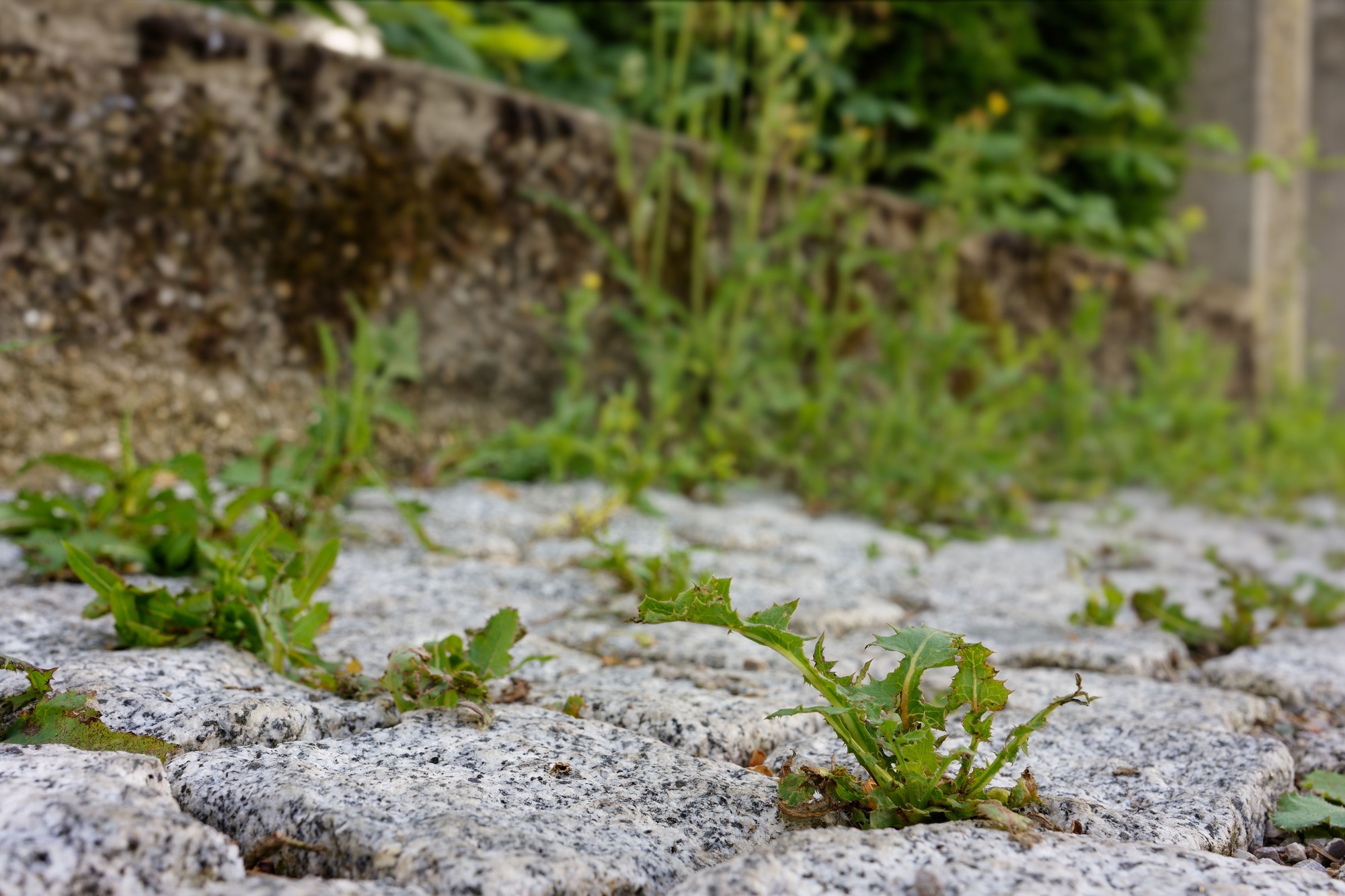 Nahaufnahme verschiedener Unkrautpflanzen zwischen Pflastersteinen